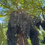 بيت للعطل Inas Garden Elias Suite, لينّو